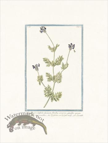 Bonelli 273 Spike Lavender